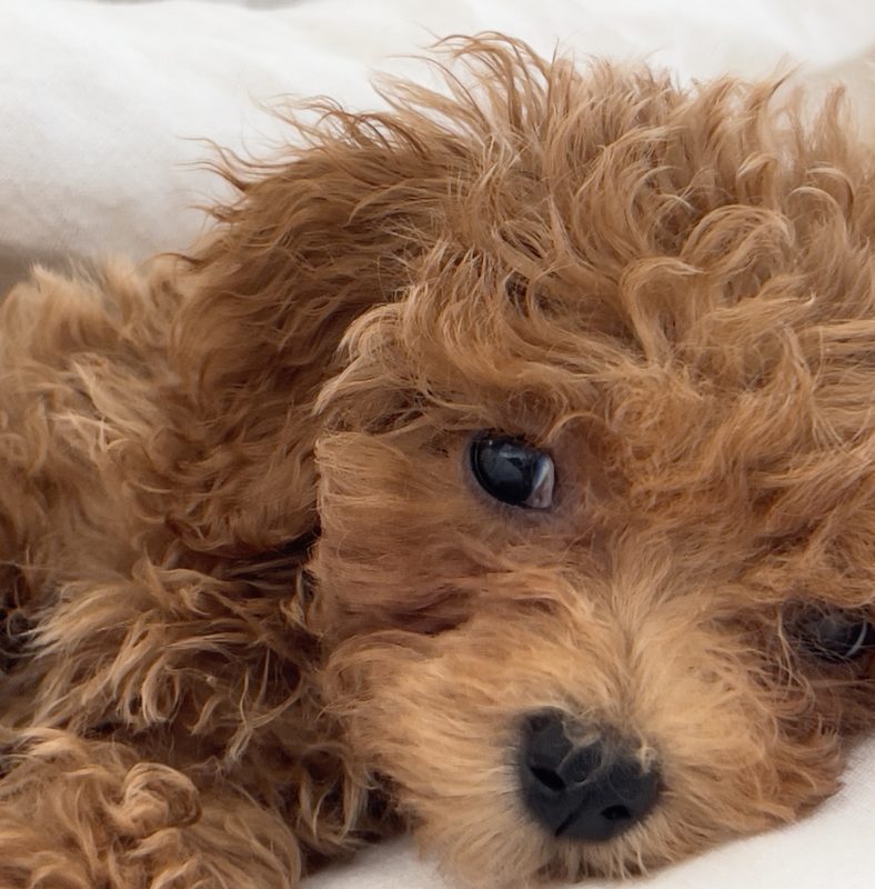 close-up of a puppy face